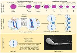 Biology Of Spermatogenesis And Semen - The Male Reproductive System - The  Reproductive System - Medical Physiology, 3Rd Edition