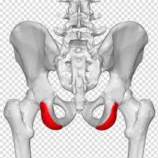Psis — can refer to a number of different things:*police station information system, a british police computer system *posterior superior iliac spine, part of the human hip bone *programme for strategic. Posterior Superior Iliac Spine Iliac Crest Anterior Superior Iliac Spine Anatomy Psis Transparent Background Png Clipart Hiclipart