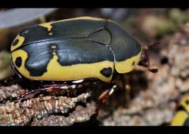 Image result for Blotiella sinuata