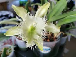 Image result for Dignathia gracilis