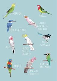 June Bird Of The Month June Sale On Laser Prints Australian Birds Colourful Laser Australian Birds Australian Native Animals Bird