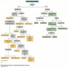 E Coli Flow Chart Gram Negative Classification Of Bacteria