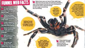 If you have a spider story, please leave that below and comment! Sydney Funnel Web Spider Fact Sheet Funnel Web Spider Sydney Funnel Web Spider Spider Fact