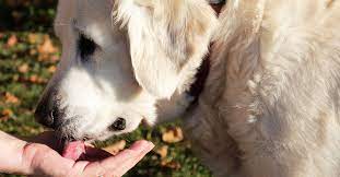 Maybe you would like to learn more about one of these? Golden Retriever Rescues In Wisconsin Adopt A Golden Retriever Near You Golden Hearts