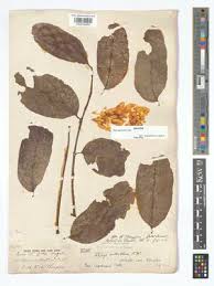 Image result for Khaya grandifoliola