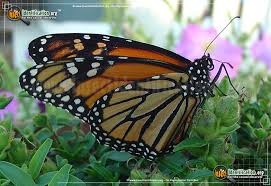 Monarch Butterfly