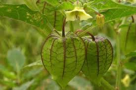 Maybe you would like to learn more about one of these? Indonesia Go Id Ciplukan Buah Mahal Yang Tumbuh Liar