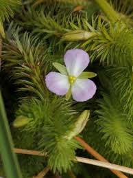 Image result for Mayacaceae