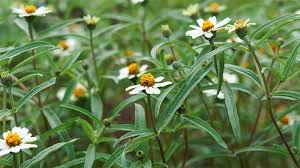 Image result for Bidens pilosa