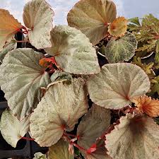 Image result for Begonia scutifolia