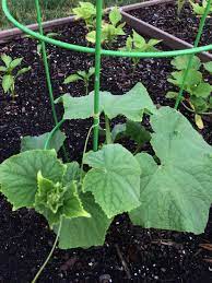 Our Zucchini Plant Loves Its Cage After One Day We Noticed That It Had Sent Out Little Tendrils To Grab On Zucchini Plants Plants Vines