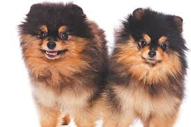 Small Dogs 7 Things To Know About Living With Little Dogs