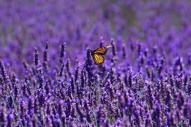 Come and see 12,000 grosso lavender plants, the lavender distillery which operates daily and enjoy learning how lavender farming is done and how the products are made. Gas Mask Magazine On Twitter Fill Your Weekend With Sunshine Lavender And Organic Creations At Clairmont Lavender Farms Serenity This Way Https T Co 2ulv5tsihr Https T Co Cronuuxh9x