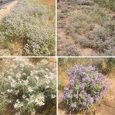 Image result for Solanum memphiticum