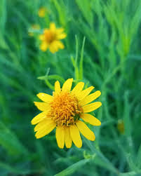 Image result for Pascalia glauca