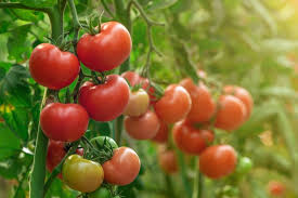 Each packet has more than 10 seeds :) i will rate seed quality this summer. Tomato Plants Armstrong Garden Centers