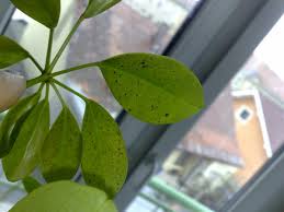 We did not find results for: Spots On Schefflera Ubc Botanical Garden Forums