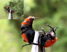 Image result for panda ant