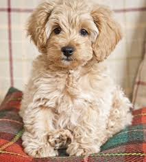 Maybe you would like to learn more about one of these? Mini Cockapoo Puppies Luxury Puppies 2 U Long Island