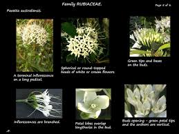 Image result for Pavetta uniflora