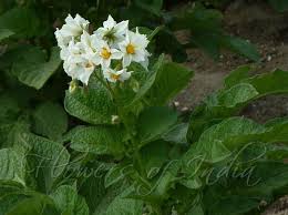 Image result for Solanum tuberosum
