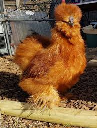 red usa silkie male kippenrassen achtertuin kippen huisdier kippen