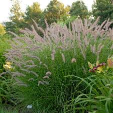 Other common names oriental fountain grass 'karley rose'. Pennisetum Orientale Karley Rose Walters Gardens Inc