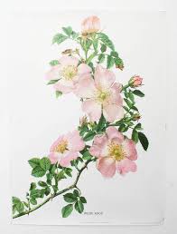 For so many years the rose the next collection is delicate white rose, which is a watercolor wild rose botanical illustration. Rose Botanical Flower Drawings Novocom Top