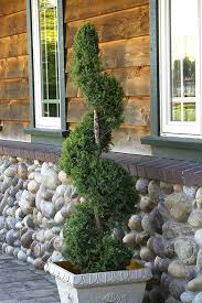 Image result for spiral cut juniper trees