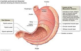Esophagus Diagram Labeled Digestive System Anatomy Organs Stomach Diagram Nervous System Diagram
