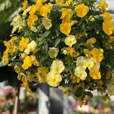 Photos of our garden center. Family Tree Nursery 168 Photos 29 Reviews Nurseries Gardening 7036 Nieman Rd Shawnee Ks Phone Number Yelp