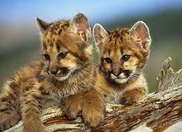 Google Image Result For Http Balancedecology Org Mountainlionwebsite Mountainlionitems Mountain 2520lion 2520cubs2 Jpg Cute Animals Mountain Lion Animals