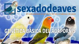 Maybe you would like to learn more about one of these? Lovebirds Genetics Part I