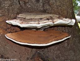 Image result for Ganoderma applanatum