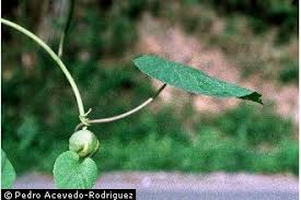 Image result for Stictocardia