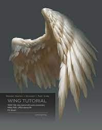 To mate following courtship, the male usually leaps onto the female's back, clasping her thorax and wing bases with his forelegs. Image Result For Angel Wing Anatomy Wings Art Wings Drawing Drawings