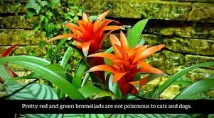 Pet poison helpline provides information on plants poisonous to cats and dogs. Complete Veterinary Guide To Poisonous Houseplants Plants Toxic To Dogs Houseplants Plants