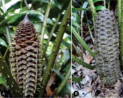 Image result for Zamiaceae