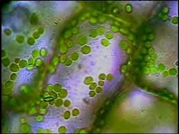 In plants, chloroplasts occur in all green tissues. Plant Cells And Chloroplasts Youtube