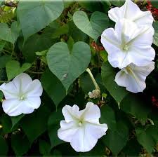 Image result for Ipomoea wightii