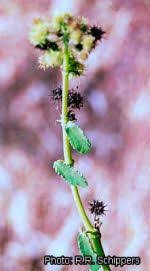 Image result for Triumfetta annua