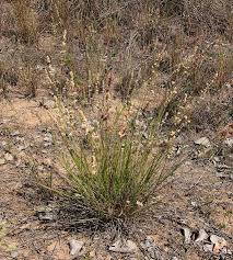 Image result for Eragrostis turgida