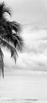 Iphone X Wallpaper Coconut Tree Black And White Wallpaper Hd White Wallpaper For Iphone Black And White Wallpaper Black Wallpaper Iphone