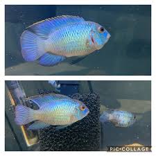 Description the electric blue acara cichlid is generally peaceful even with its own kind. My Breeding Pair Of Electric Blue Acara Cichlid