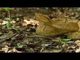 Luckily, the golden cousins are way easier to avoid. Take A Trip To Brazil S Snake Island Home Of The Golden Lancehead Pit Viper Youtube