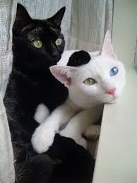 Baby Black And White Cat With Blue Eyes 
