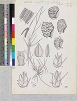 Image result for Dactyloctenium geminatum