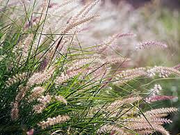 Check spelling or type a new query. Drought Resistant Ornamental Grasses This Old House