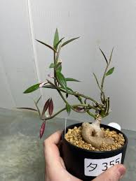 Image result for Monadenium pedunculatum