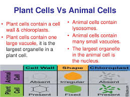 Animal cells contain lysosomes while plant cells do not. Looking Inside Cells Ppt Download